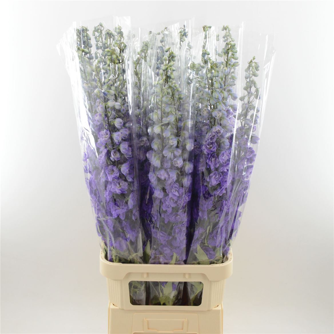 Delphinium El Double Dev Purple Heart 120cm