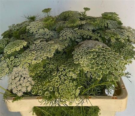 Ammi Visnaga