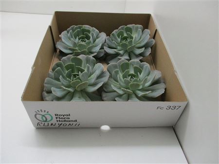 Echeveria Runyonii X4