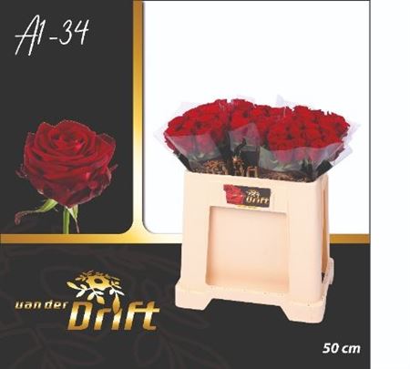 Rosa Red Naomi 50cm
