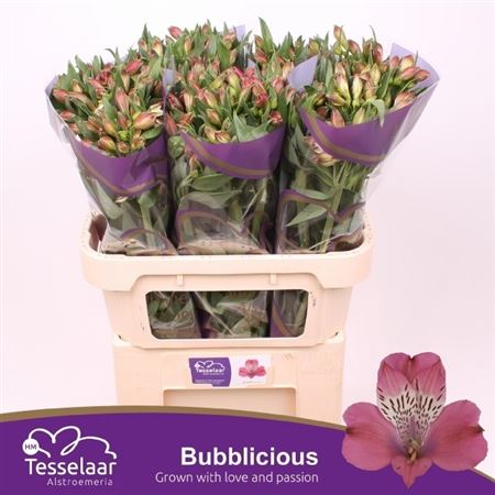Alstroemeria Bubblicious 75cm 80gr.