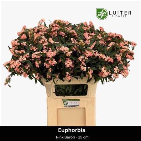 Euphorbia Spray Pink Baron 80cm