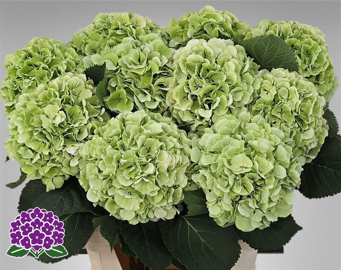 Hydrangea Verena Classic 80cm 20-22cm Hd