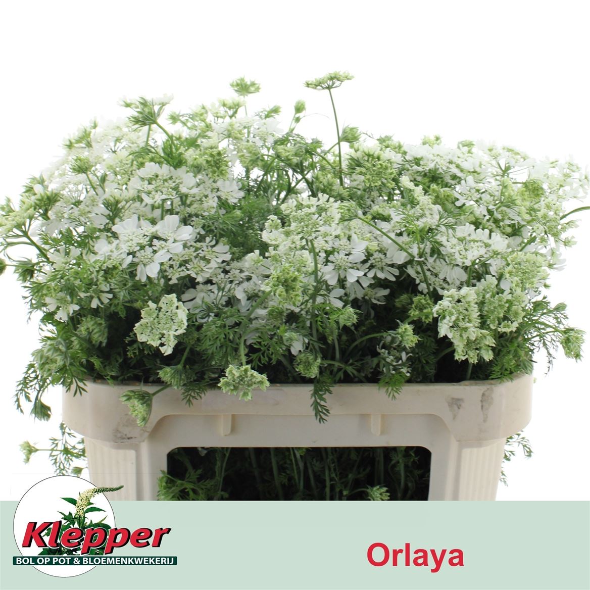 Orlaya Grandiflora White Finch 70cm
