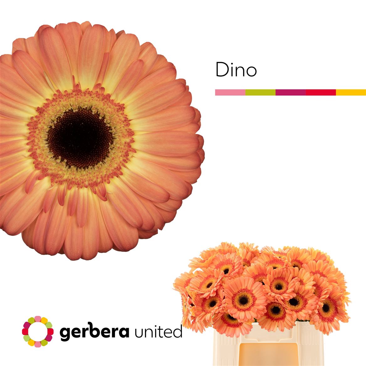 Gerbera Dino+