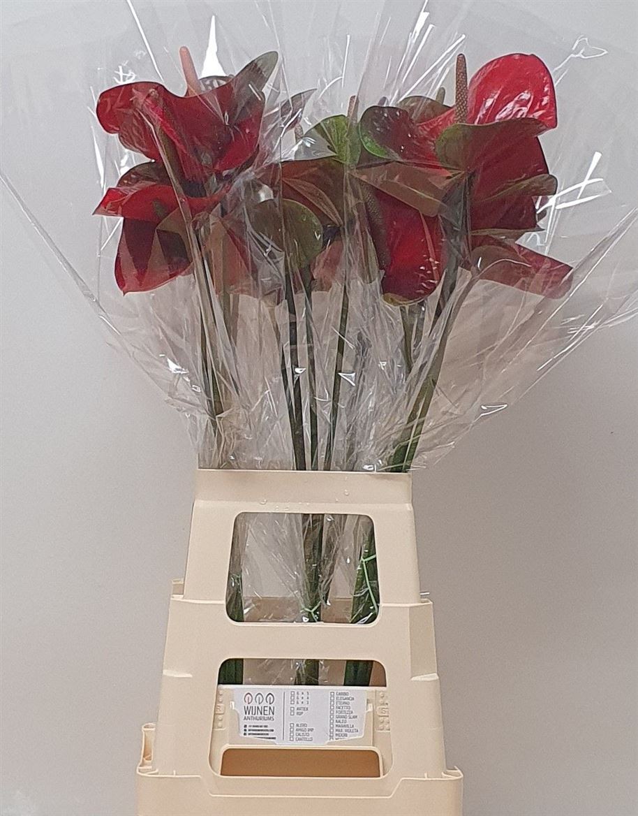 Anthurium Red Amor 13Ø