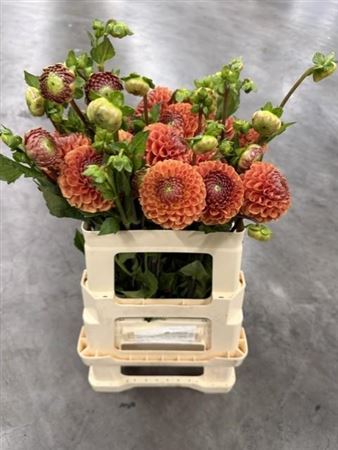 Dahlia Cornel Bronze 50cm