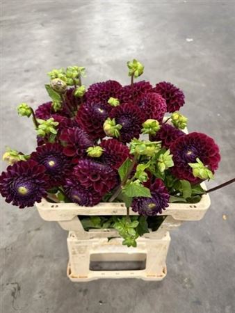 Dahlia Ivannetti 50cm