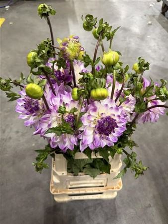 Dahlia Deco Paars-wit