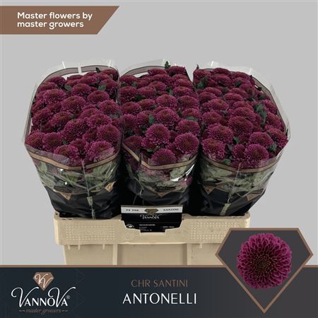 Chr S Antonelli