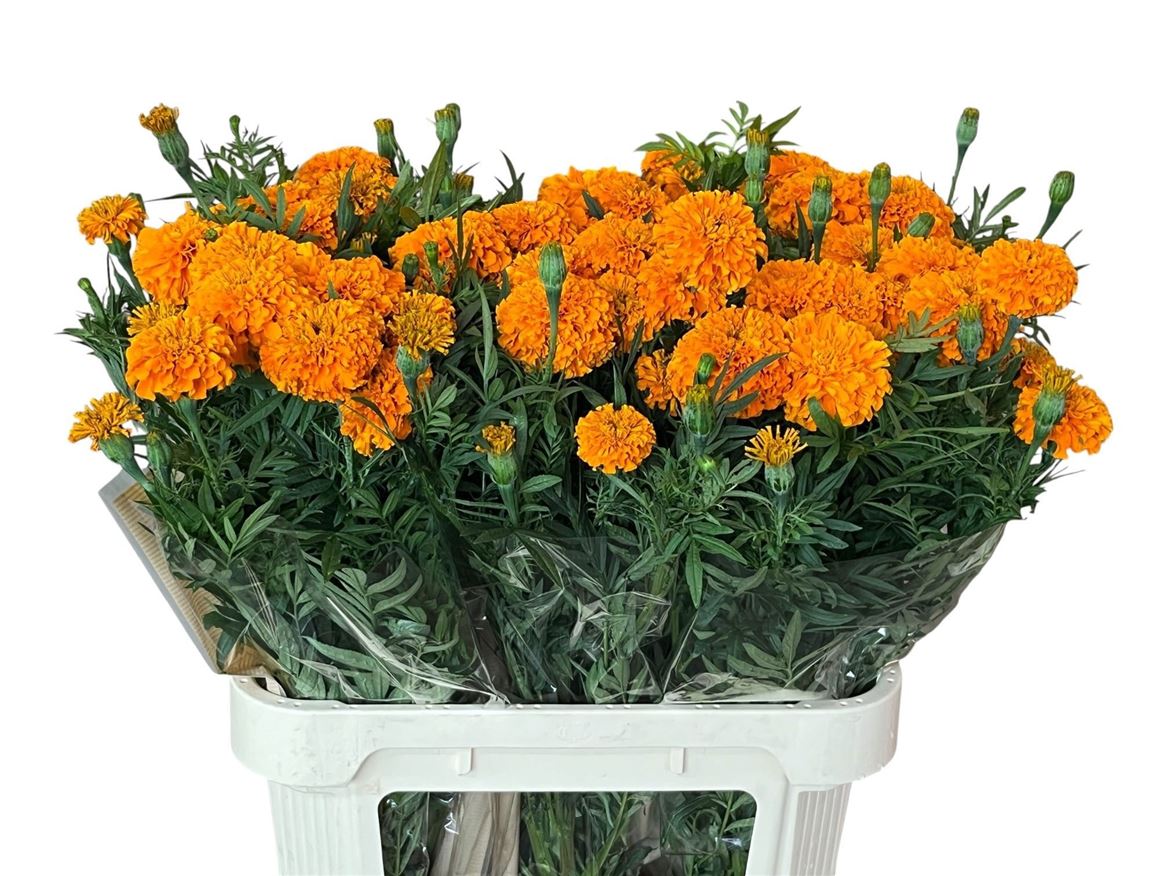 Tage E Co Deep Orang 80cm