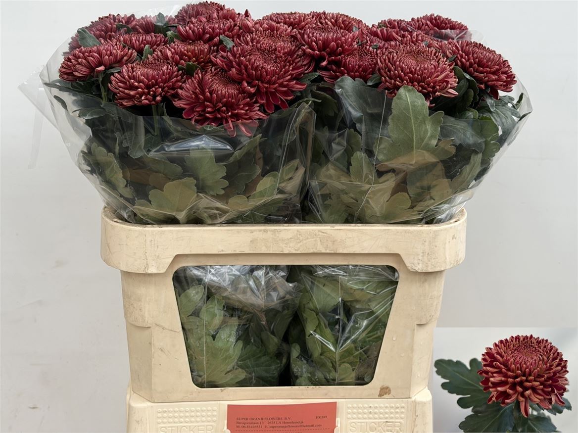 Chrysanth Single Bigoudi Red 80cm 125gr.