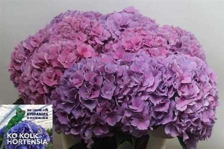 Hydrangea Cassanova 60cm 15Ø