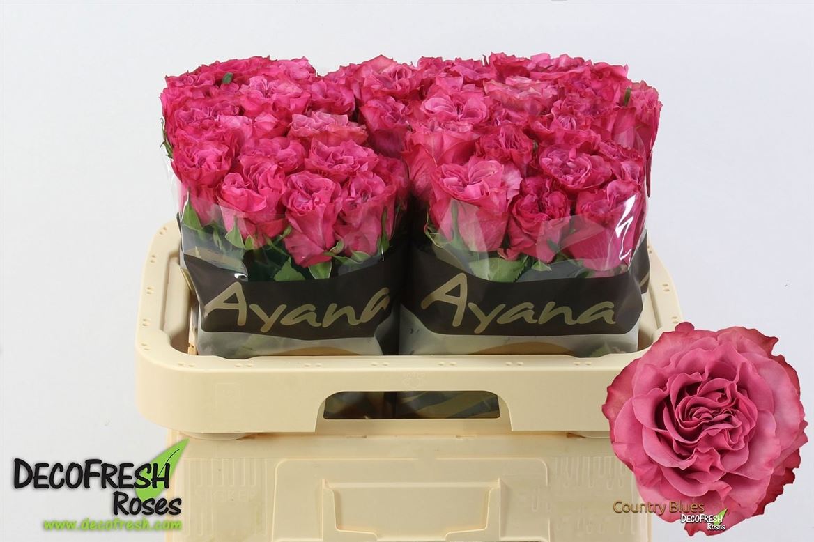 Rosa Country Spirit Blues 60cm