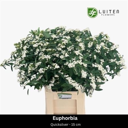 Euphorbia Spray Quicksilver 80cm