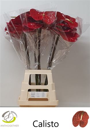 Anthurium Calisto 15Ø
