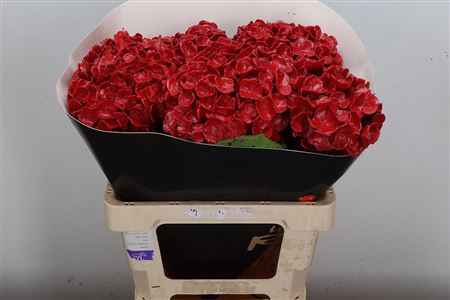 Hydr Wax Lichtrood 60cm