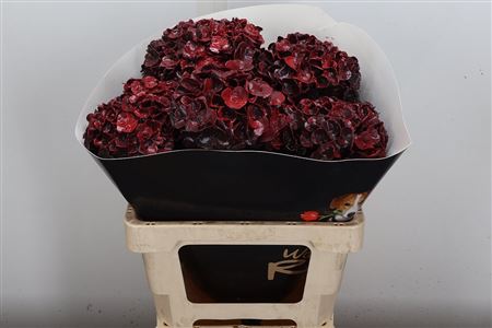 Hydr Wax Aubergine 60cm