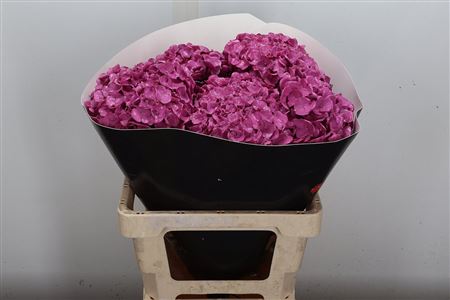 Hydr Wax Licht Roze 60cm