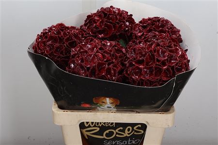 Hydr Wax Bordeaux 60cm