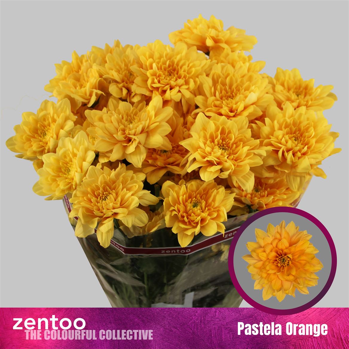 Chrys Spray Pastela Orange 100gram