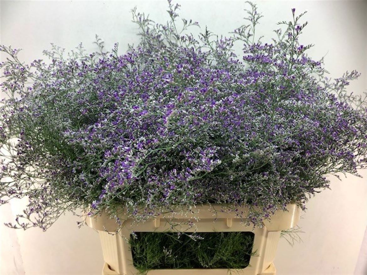 Limonium Beltlaard 90cm 60gr.