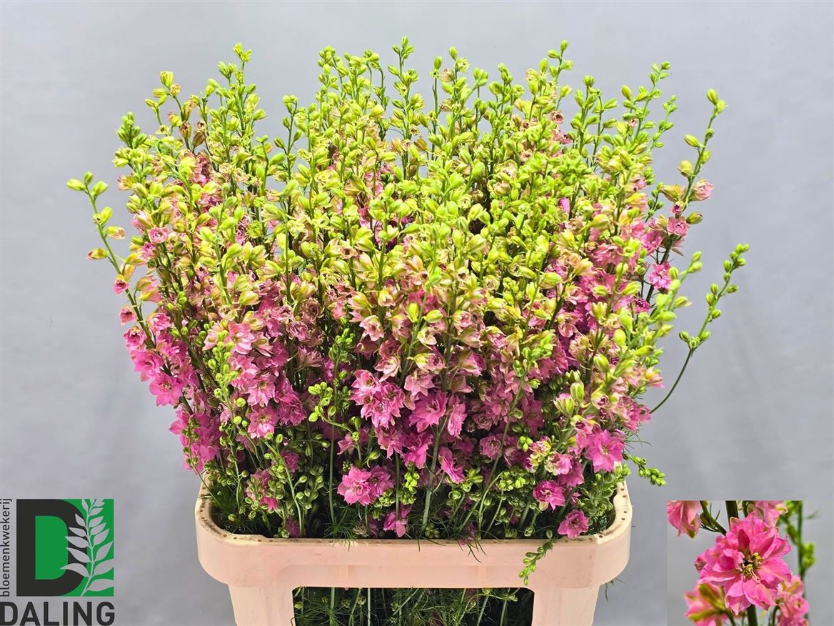 Consolida Pink (LARKSPUR) 90cm