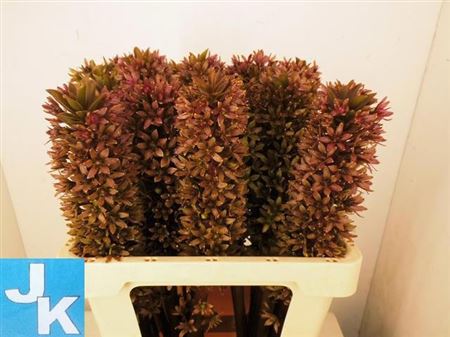 Eucomis Burgundy 60cm
