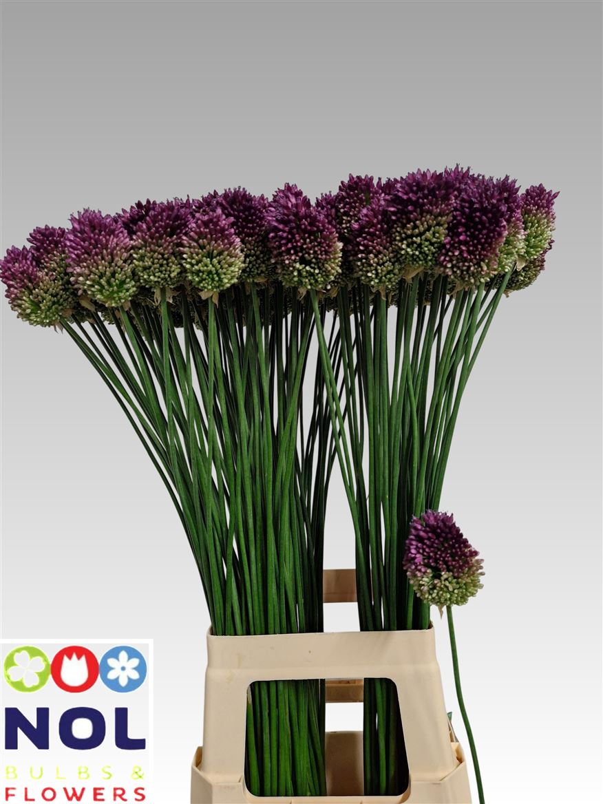 Allium Sphaerocephal 80cm
