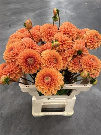 Dahlia Sylvia 60cm