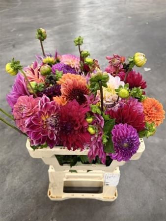 Dahlia Mix 50cm