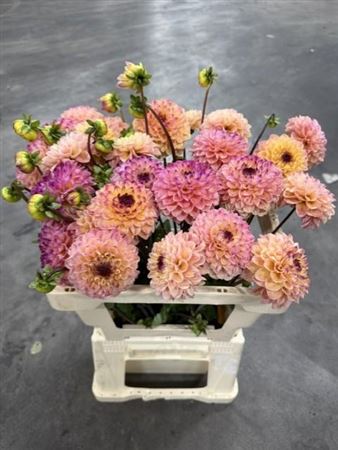 Dahlia Yell Eyed Jill