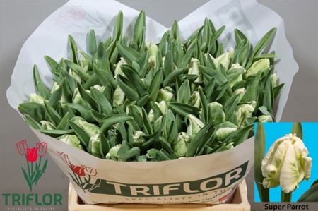 Tulip Parrot Super Parrot 40cm 40gr.