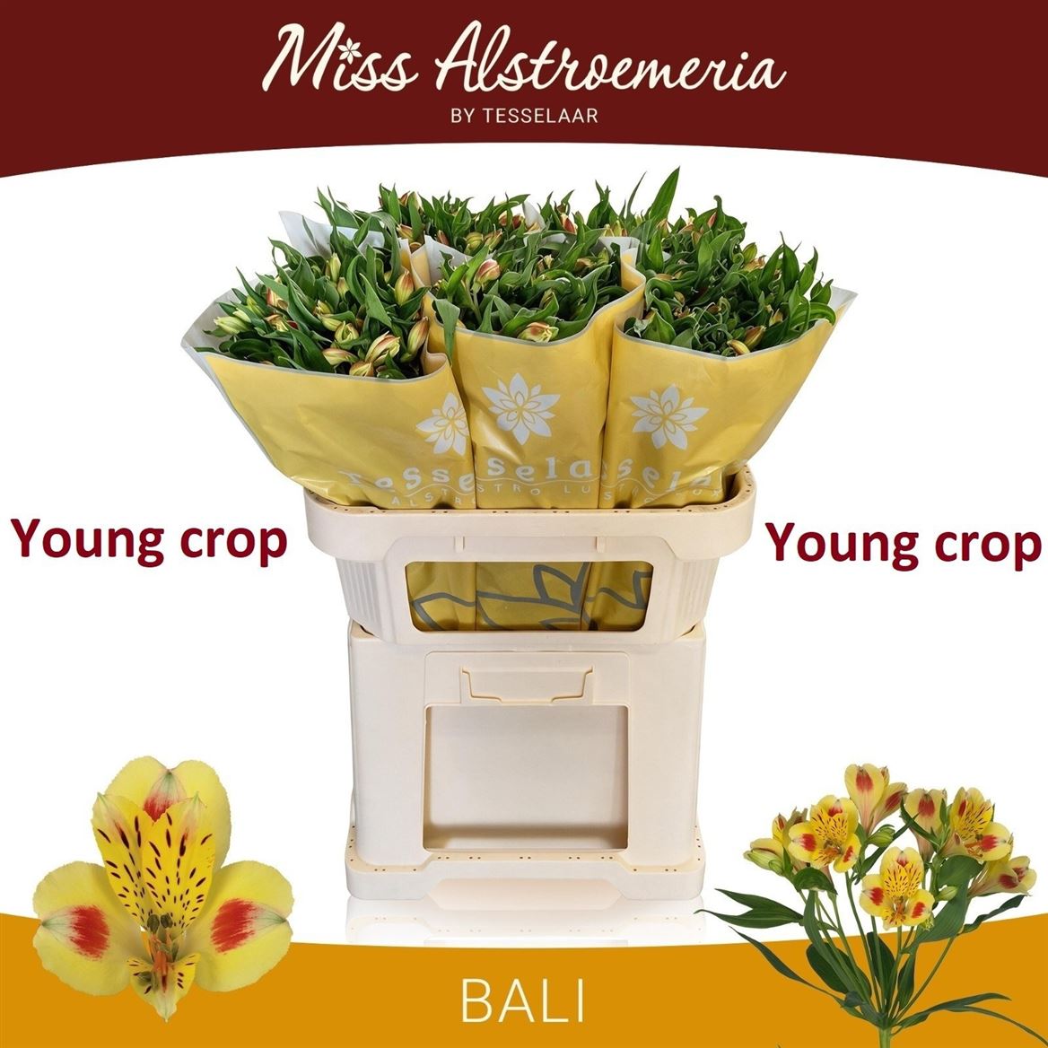 Alstroemeria Bali 75cm 90gr.