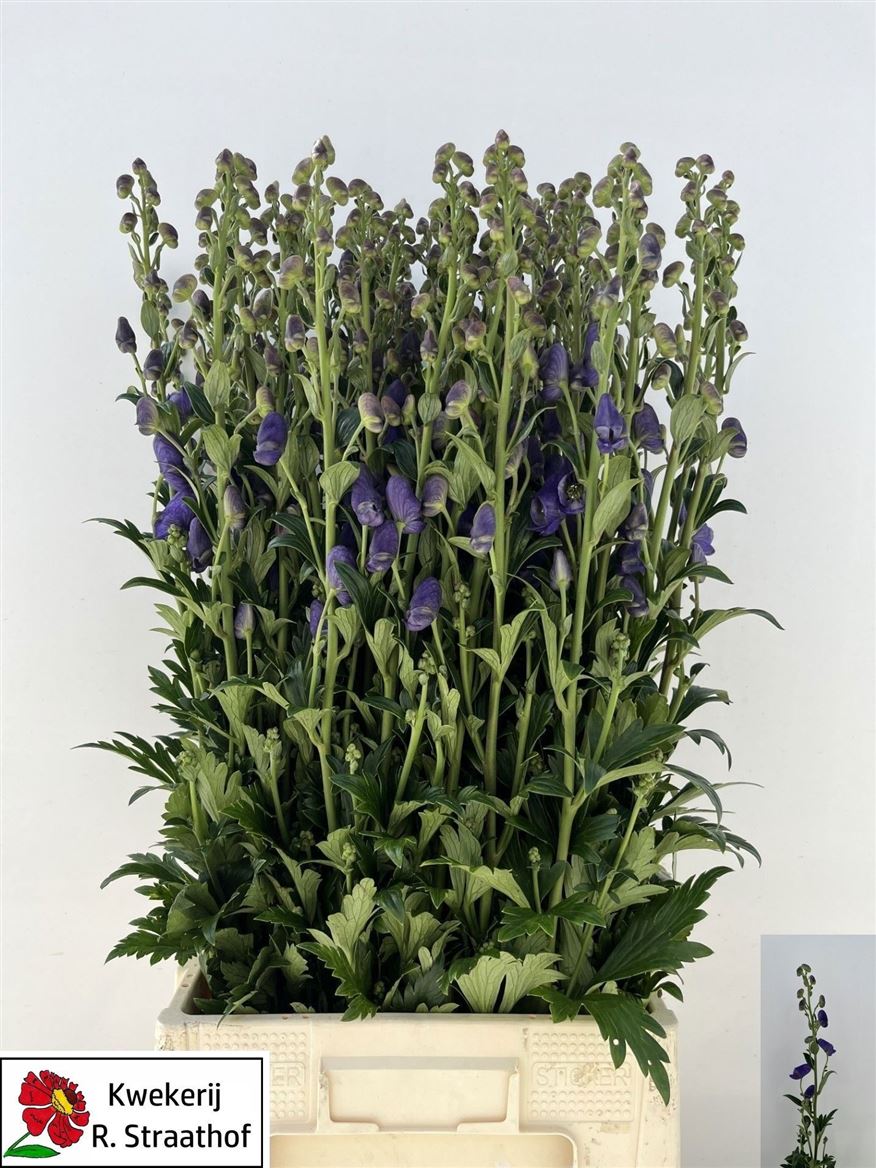 Aconitum Arensi 90cm