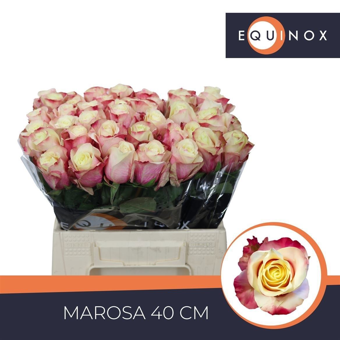 Rosa Marosa 40cm