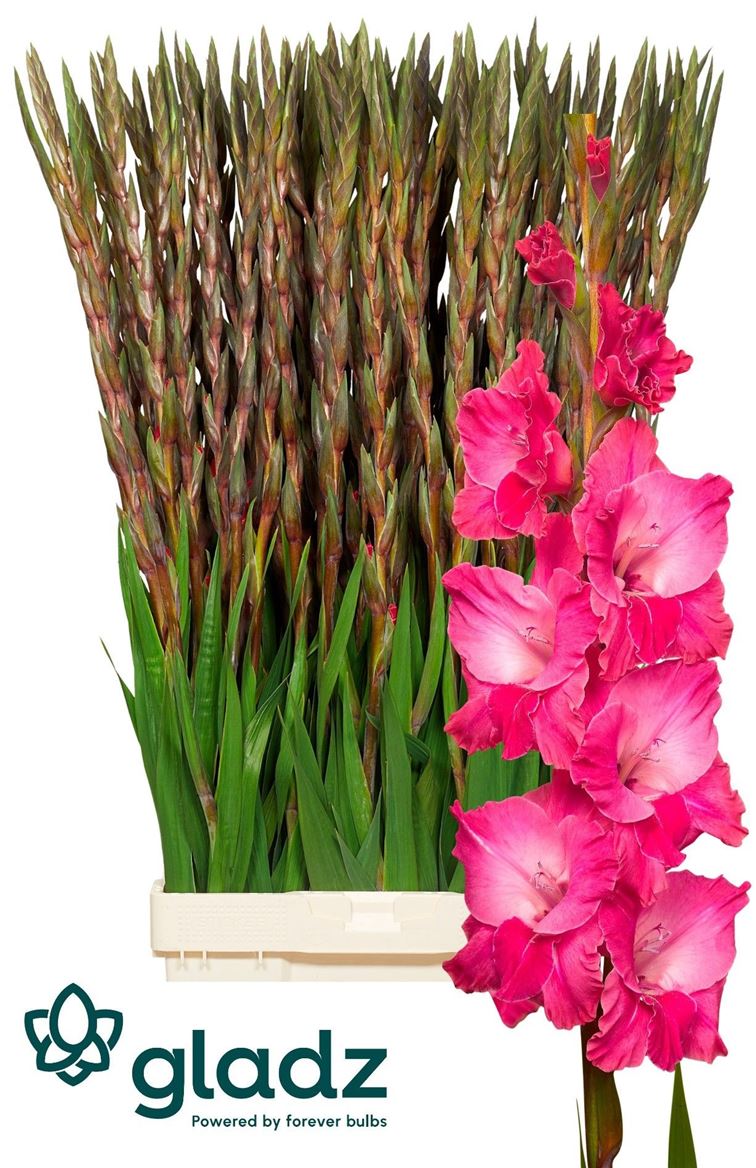 Gladiolus Fairyta Pink 130cm 170gram