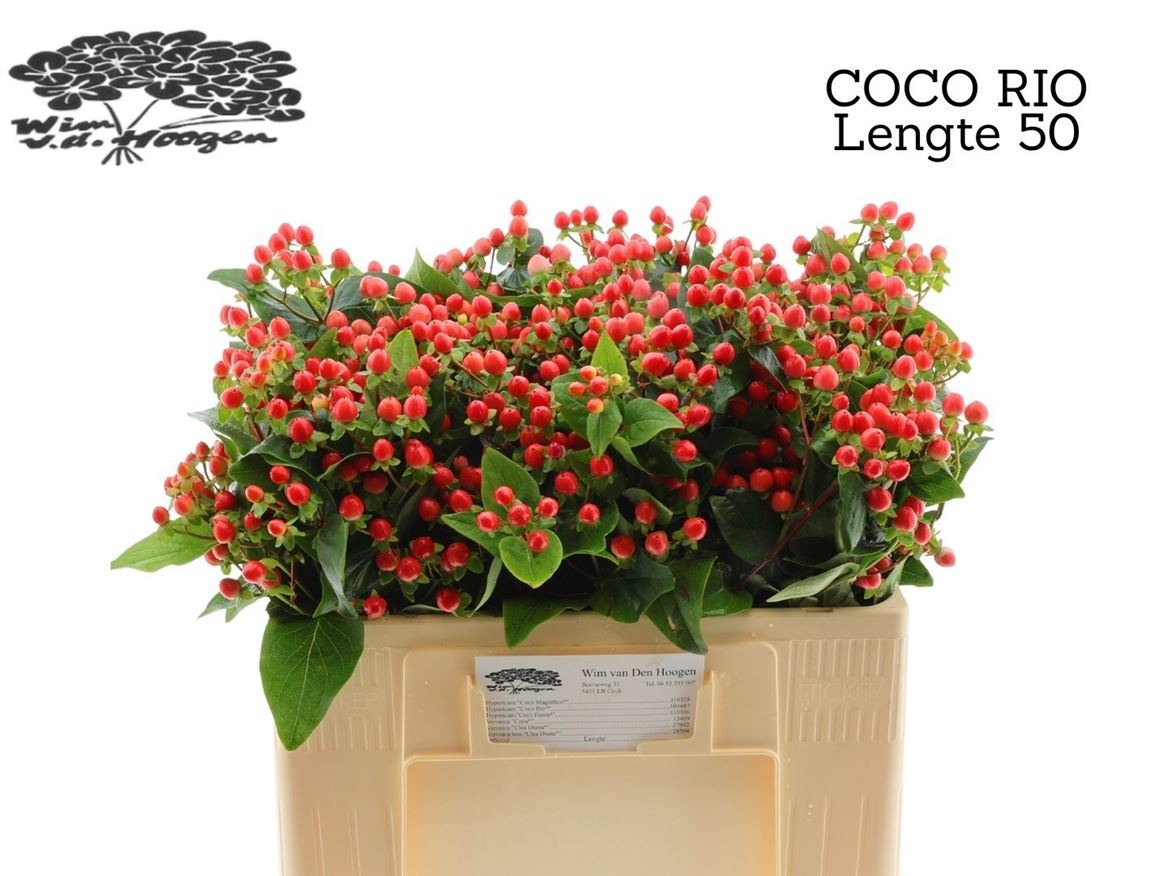 Hypericum Coco Rio 50cm