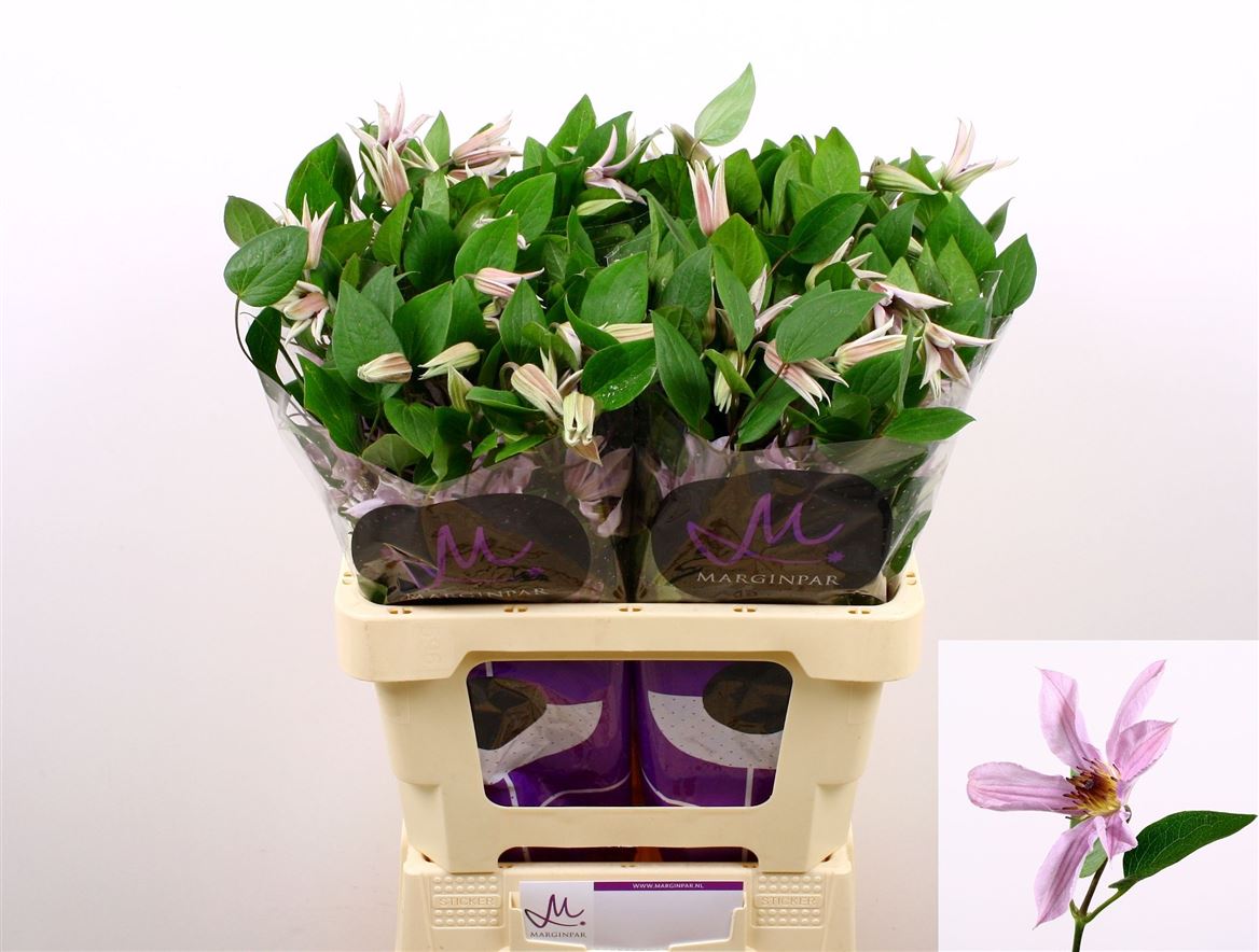 Clematis Amazing Miami 60cm