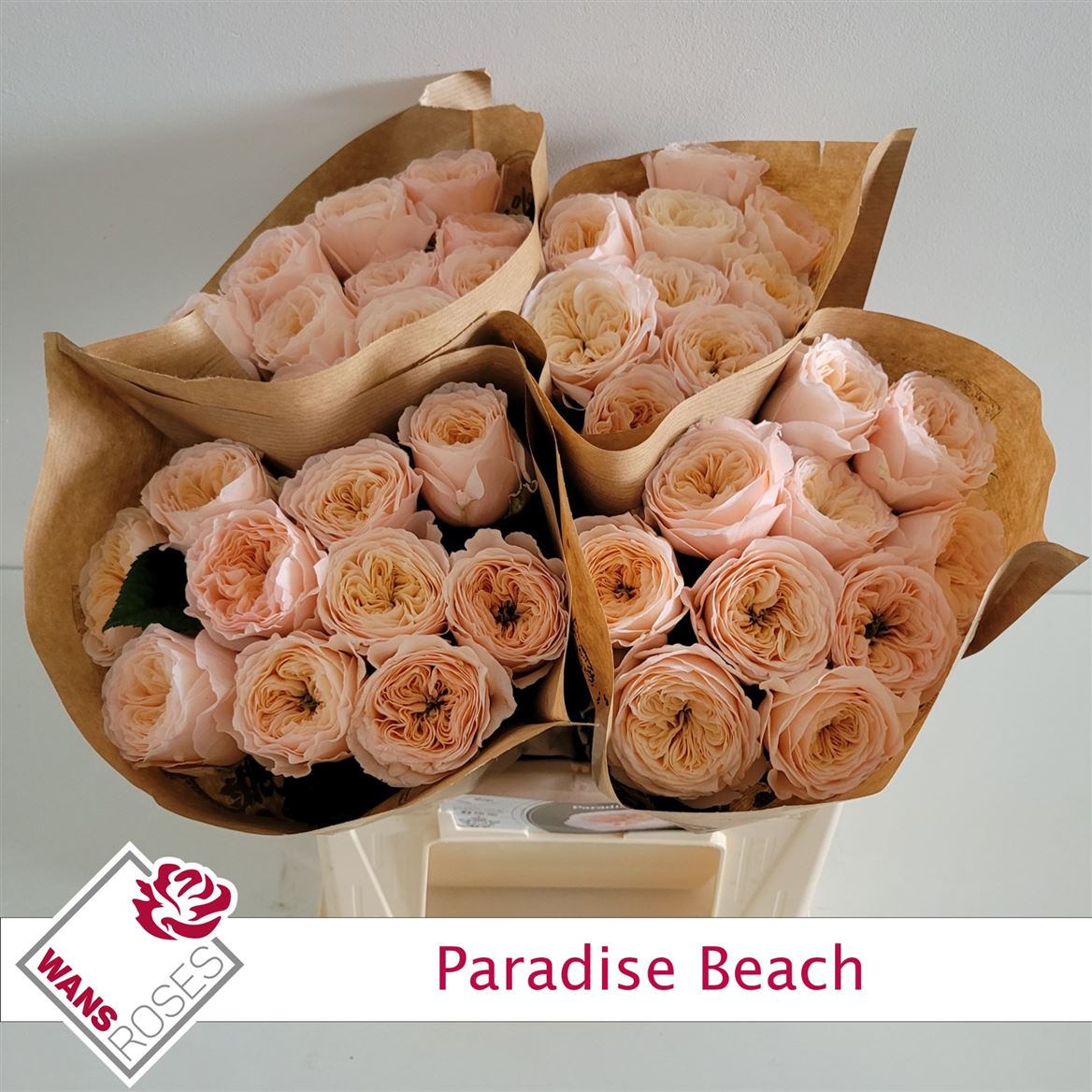 Rosa Sweetheart Paradise Beach 40cm