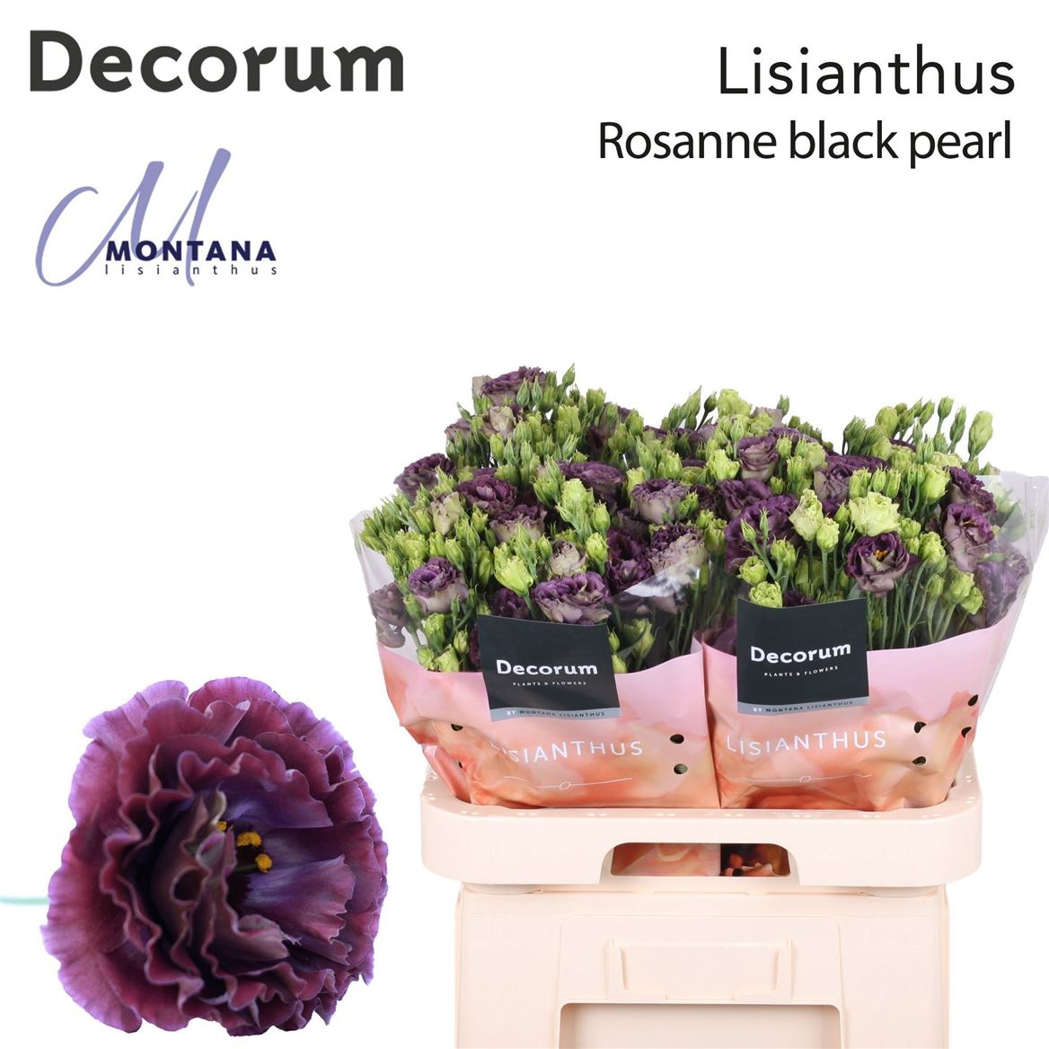 Eustoma Double Rosanne Black Pearl 70cm