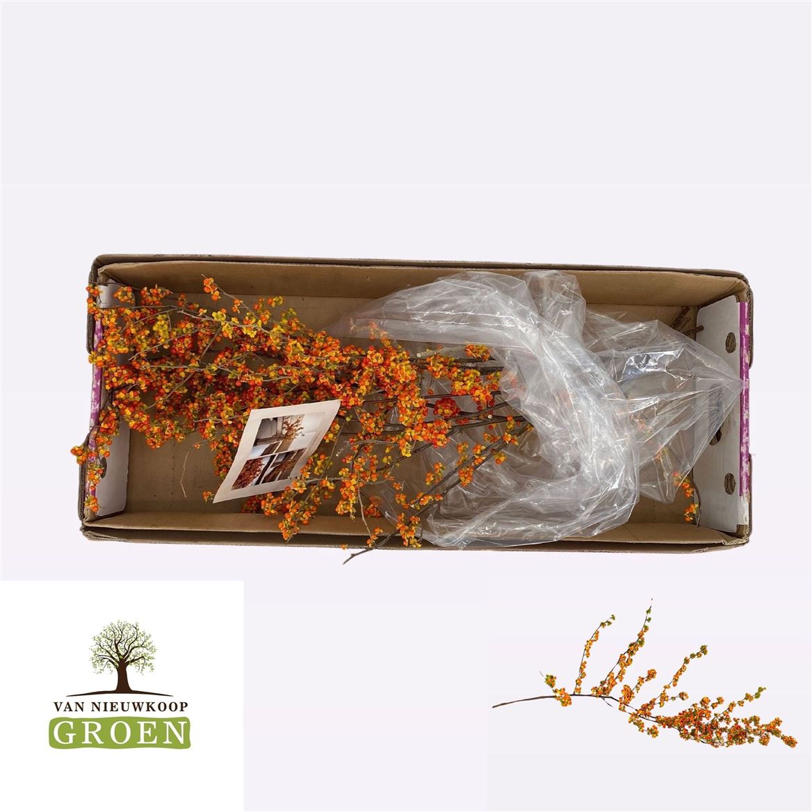 Celsatrus Scandens Nico Berry 100cm
