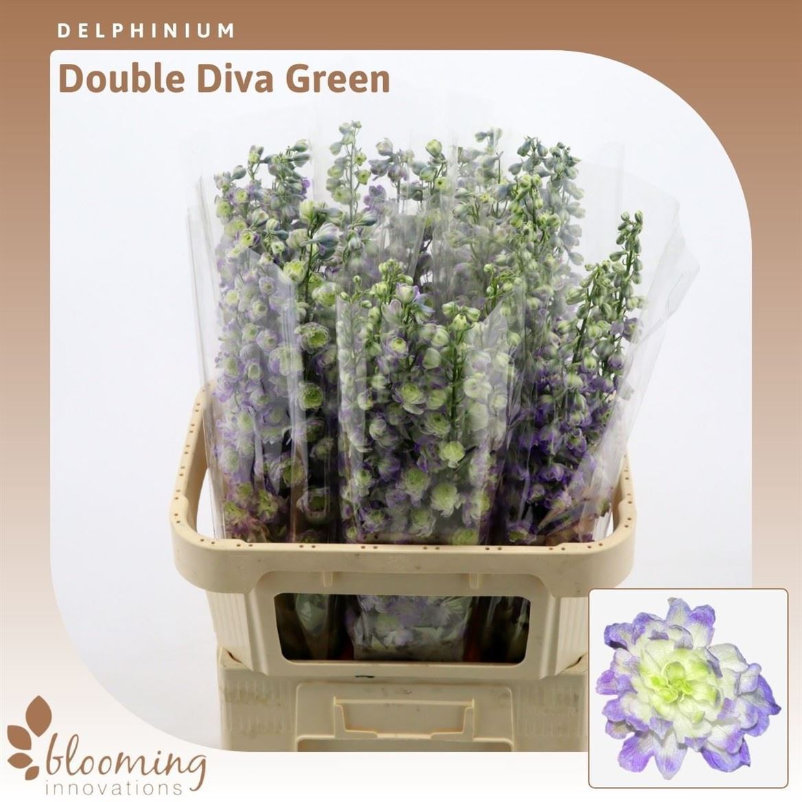 Delph Du Diva Green 100cm