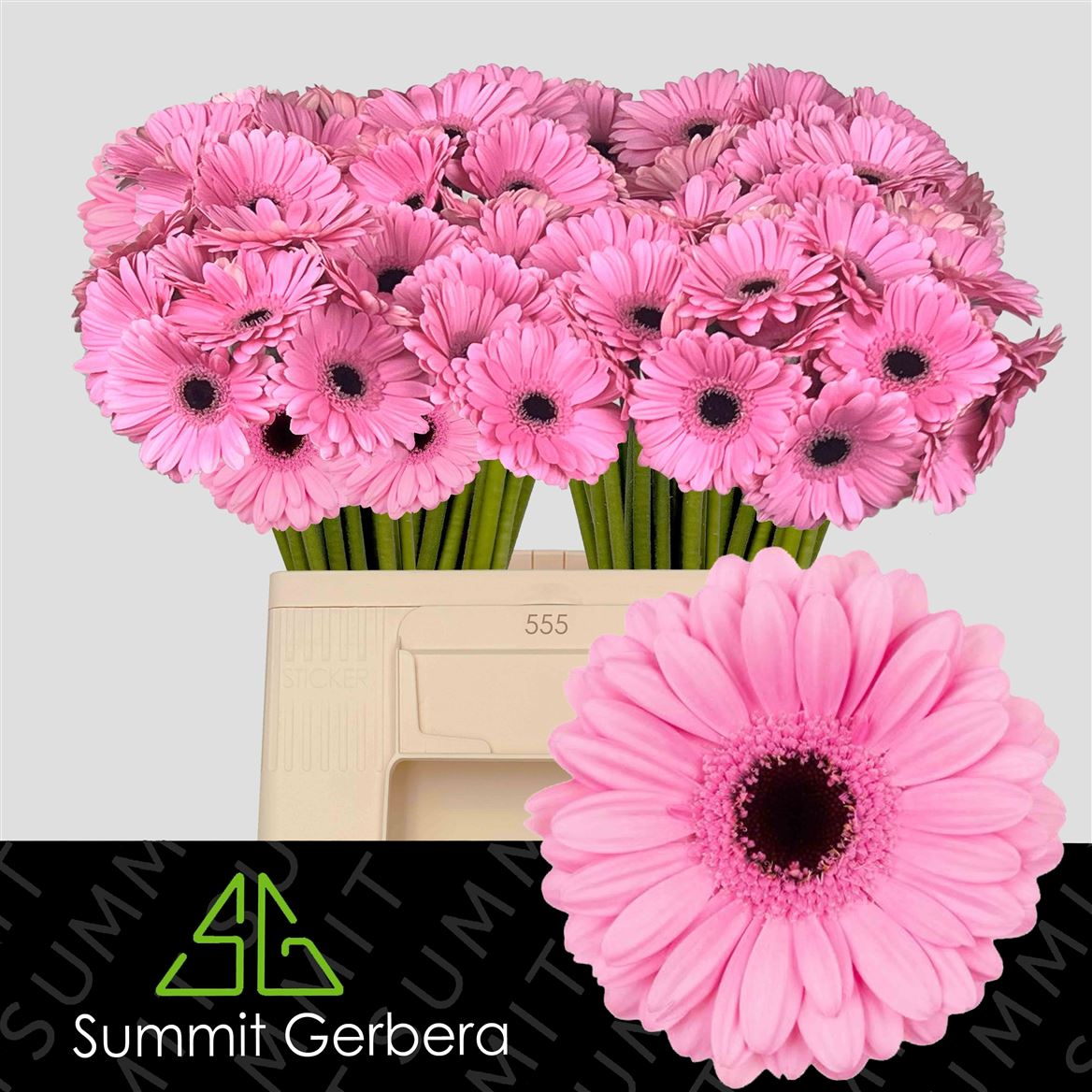 Gerbera Mini Talent