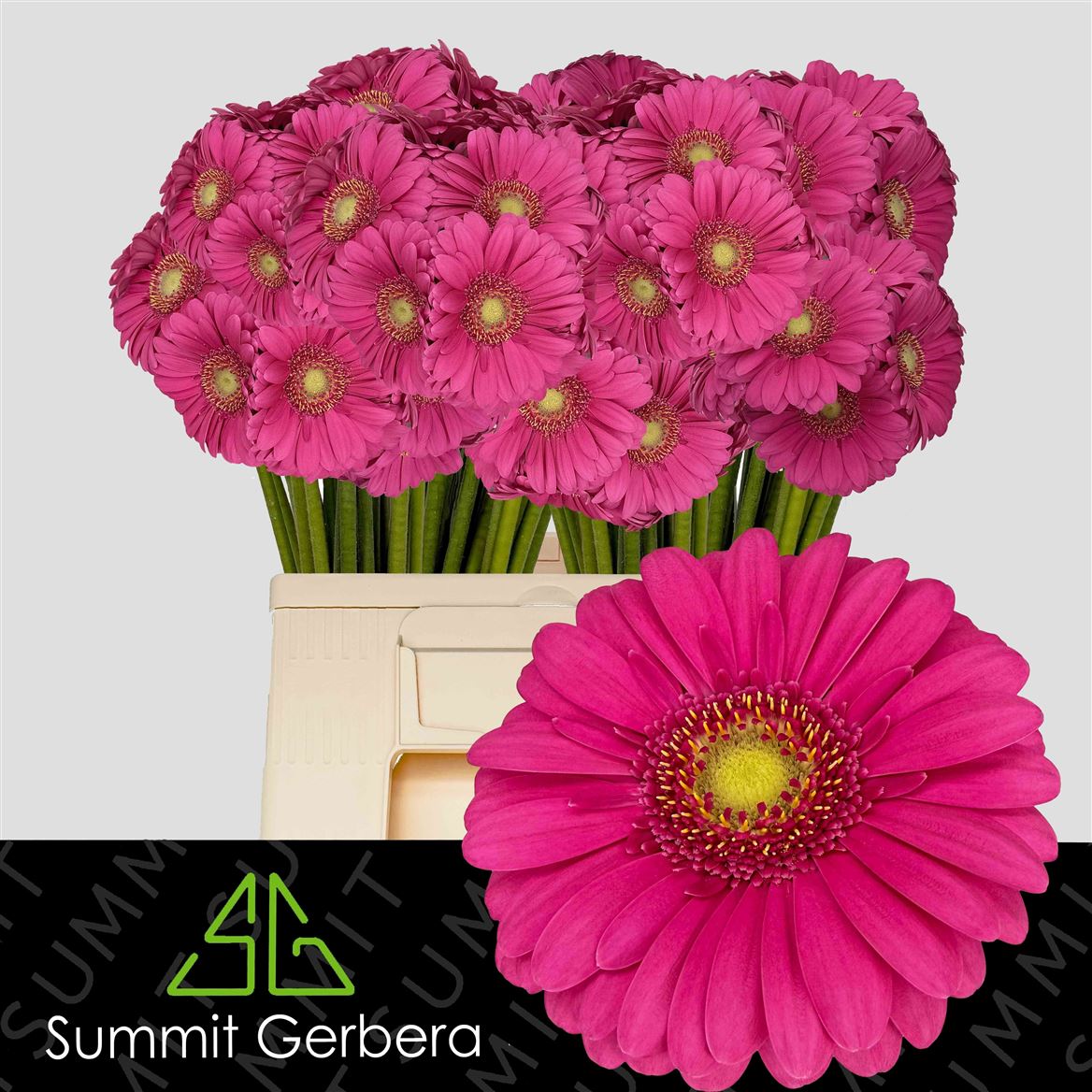 Gerbera Mini Lauren