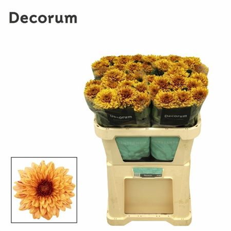 Chrysanth Single Pip Sunny 70cm 75gr.