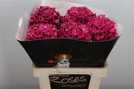 Hydr Wax Cerise 60cm