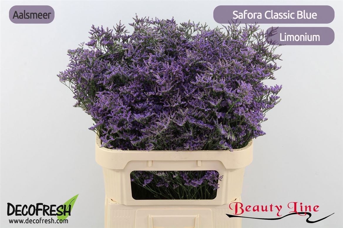 Limonium Safora Classic Blue 80cm 60gr.