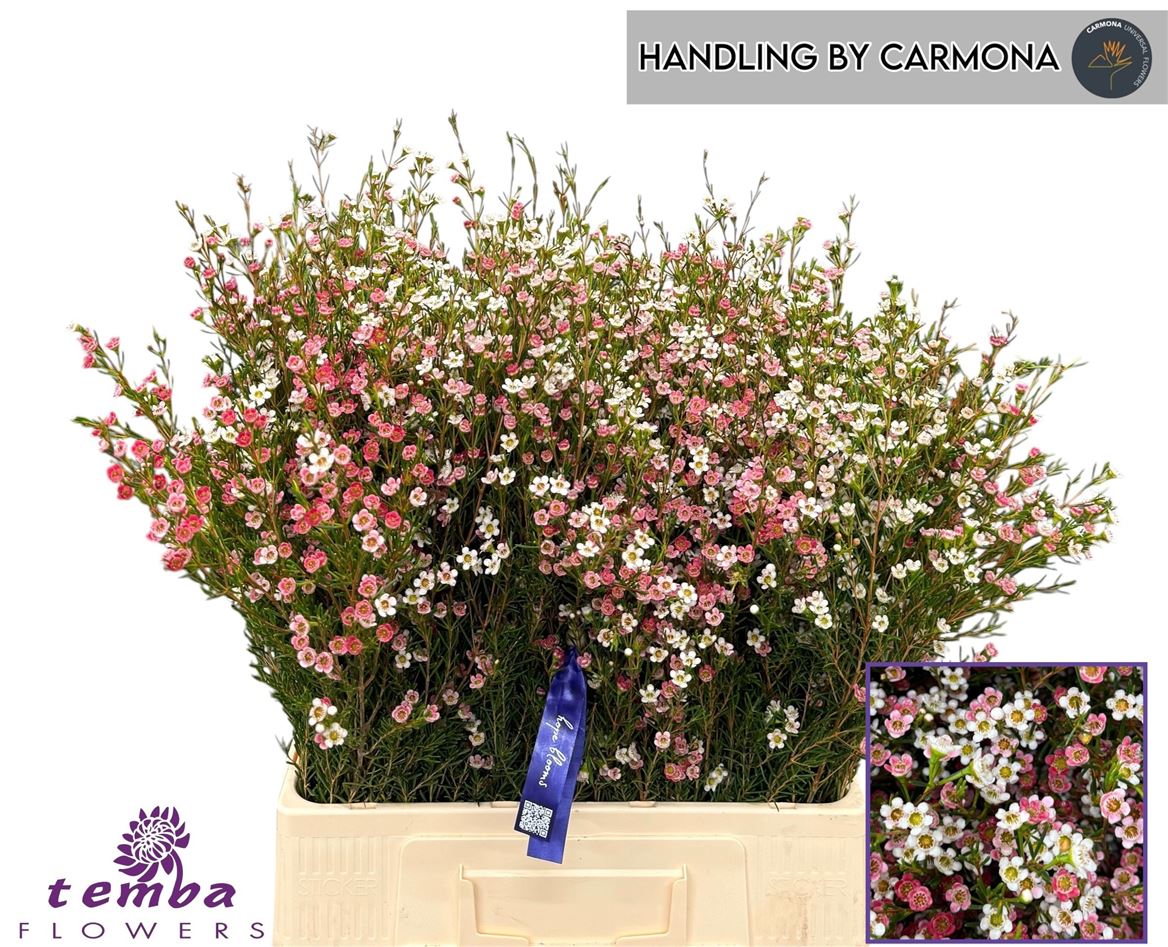 Chamelaucium My Sweet Sixteen 55cm 20gr.