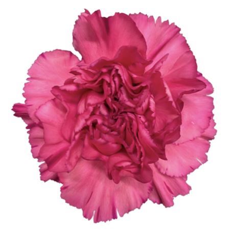 Dianthus Single Bernard 70cm